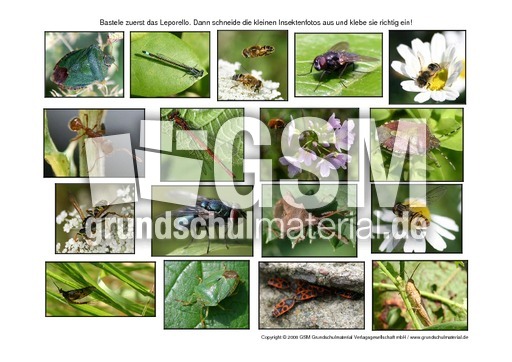 Leporello-Insekten-Fotos.pdf